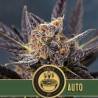 Tangie Auto · Blimburn Seeds · kenevir tohum · Disi · AutoFem