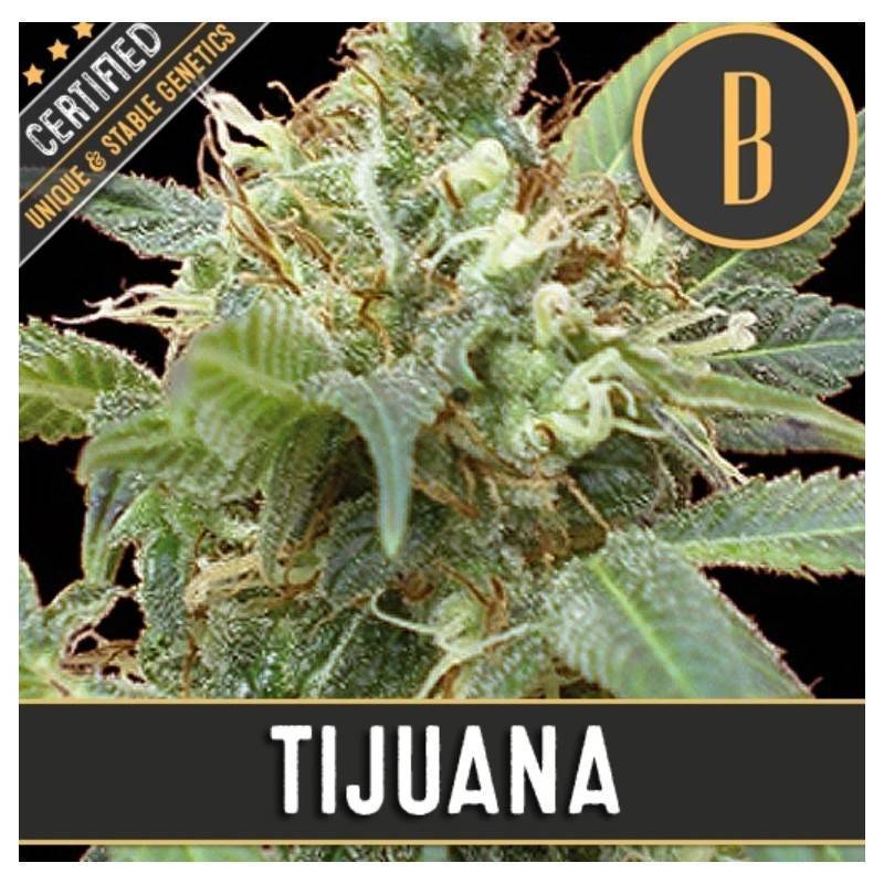 Tijuana · Blimburn Seeds · kenevir tohum · Disi · Fem