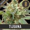 Tijuana · Blimburn Seeds · kenevir tohum · Disi · Fem