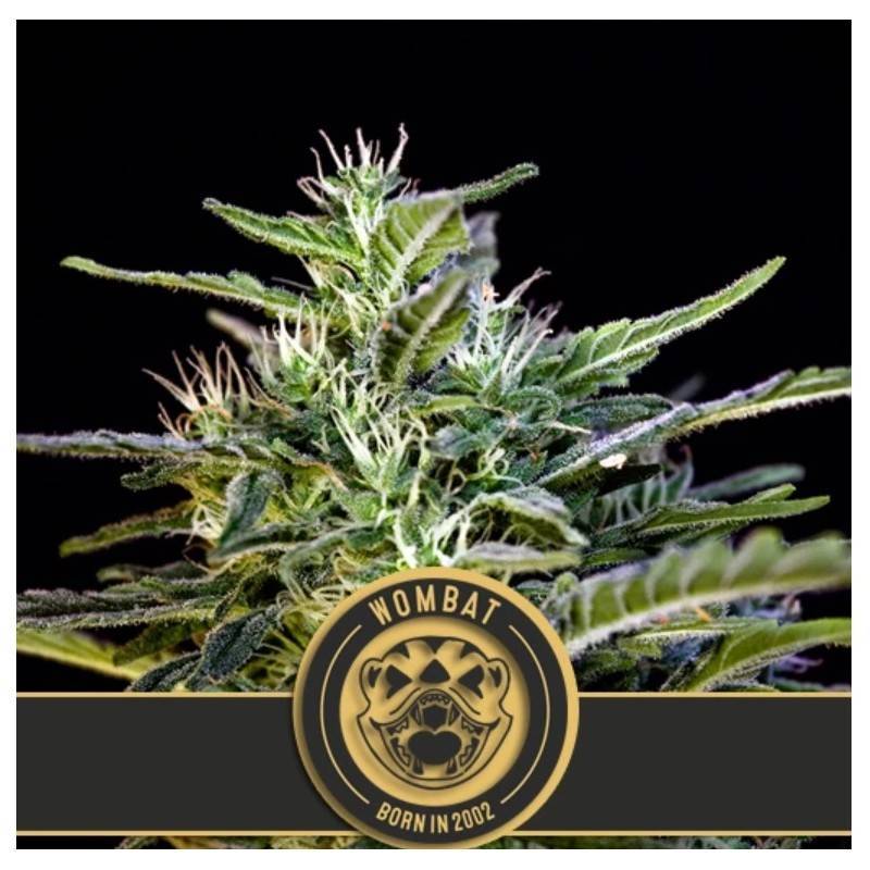 Wombat · Blimburn Seeds · cannabis seeds · Fem