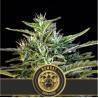 Wombat · Blimburn Seeds · kenevir tohum · Disi · Fem