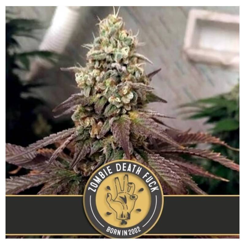 Zombie Death Fuck · Blimburn Seeds · cannabis seeds · Fem