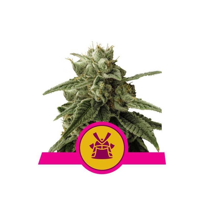 SHOGUN · Royal Queen Seeds · kenevir tohum · · Disi · Fem