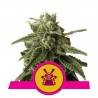 SHOGUN · Royal Queen Seeds · cannabis seeds · Fem