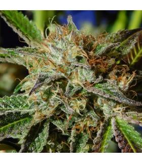 AUTO GHOST COOKIES · Original Sensible Seeds · kenevir tohum · Disi · AutoFem