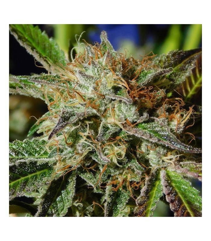AUTO GHOST COOKIES · Original Sensible Seeds · cannabis seeds · AutoFem