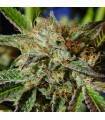 AUTO GHOST COOKIES · Original Sensible Seeds · kenevir tohum · Disi · AutoFem