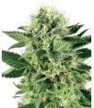 AUTO NORTHERN LIGHTS · Dr Green Seeds · bulk cannabis seeds · AutoFem