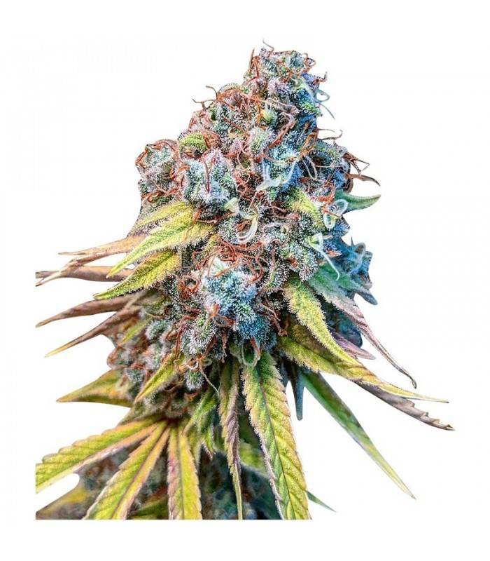 GELATO · Dr Green Seeds · bulk kenevir tohum · Disi · Fem
