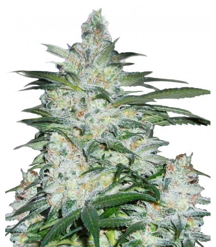 NORTHERN LIGHTS · Dr Green Seeds · bulk kenevir tohum · Disi · Fem