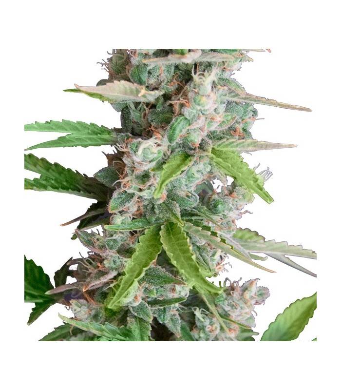 AUTO AK · Dr Green Seeds · bulk kenevir tohum · Disi · AutoFem