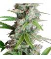 AUTO AK · Dr Green Seeds · bulk cannabis seeds · AutoFem