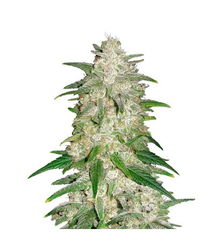 AUTO GELATO · Dr Green Seeds · bulk kenevir tohum · Disi · AutoFem