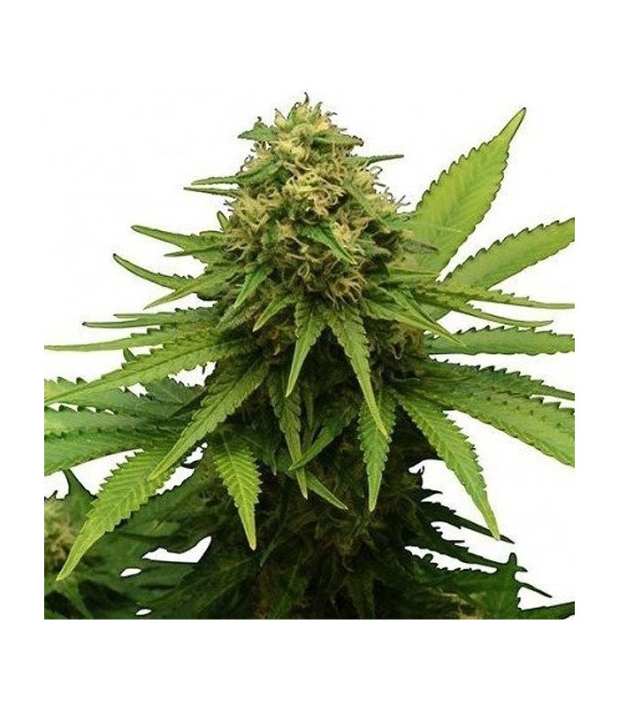 CRITICAL + · Dr Green Seeds · bulk cannabis seeds · Fem
