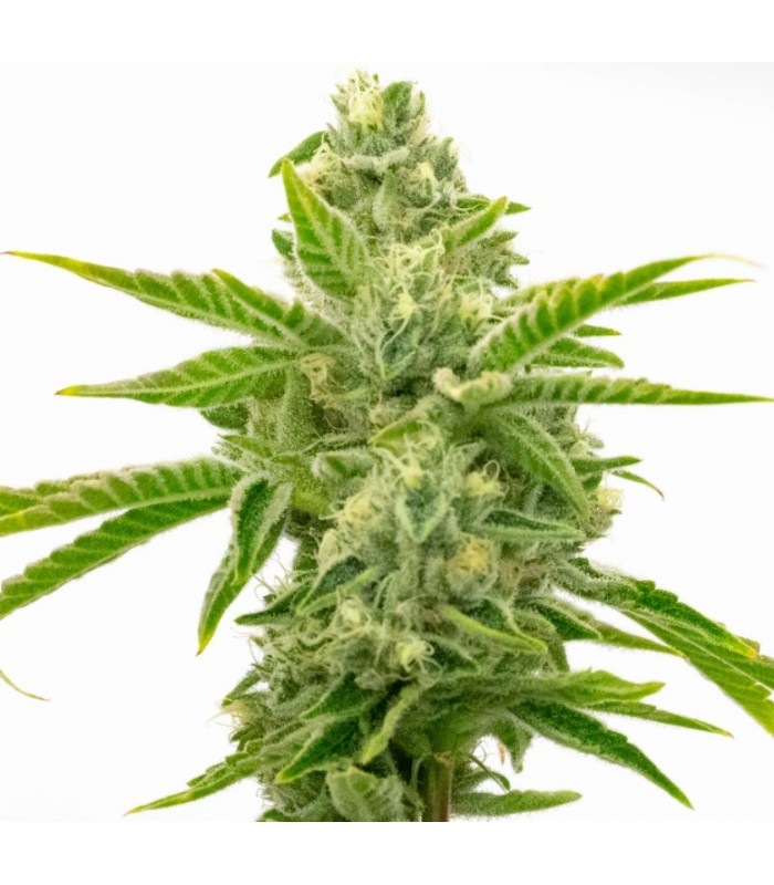 AMNESIA LEMON · Dr Green Seeds · bulk kenevir tohum · Disi · Fem