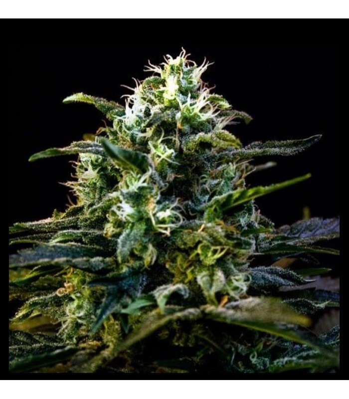 MAMBA NEGRA AUTO · Dr Green Seeds · bulk cannabis seeds · AutoFem