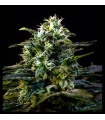 MAMBA NEGRA AUTO · Dr Green Seeds · bulk kenevir tohum · Disi · AutoFem