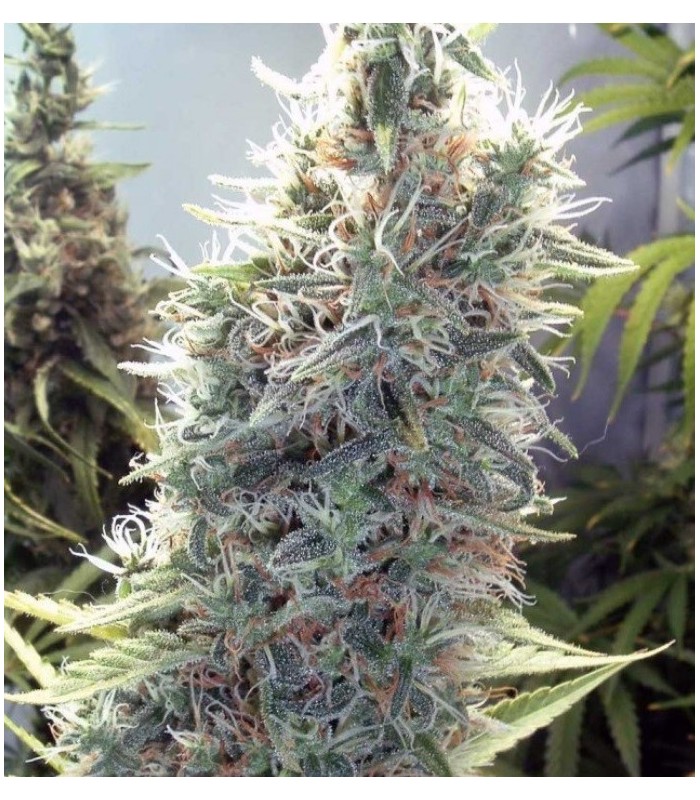 CINDERELLA WHITE · Dr Green Seeds · bulk kenevir tohum · Disi · Fem