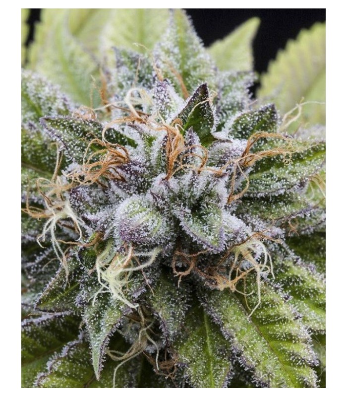 BUBBA KUSH · Dr Green Seeds · bulk kenevir tohum · Disi · Fem