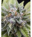BUBBA KUSH · Dr Green Seeds · bulk cannabis seeds · Fem