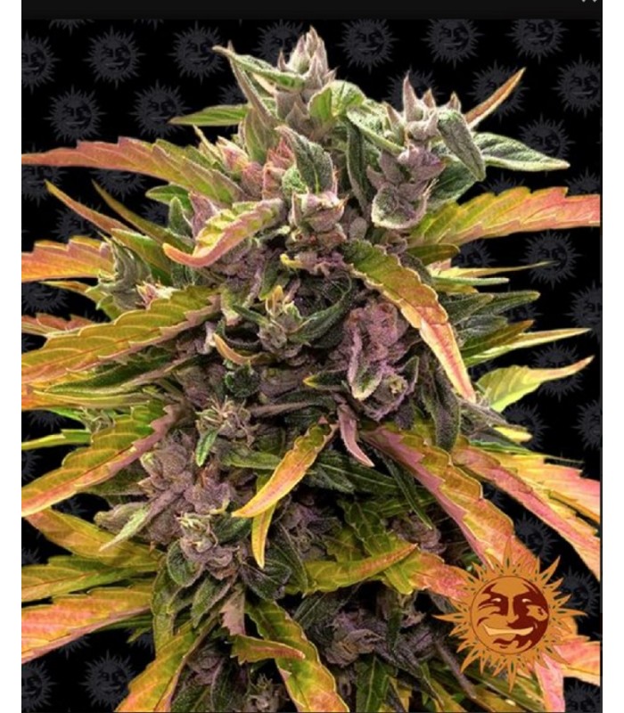 GORILLA GLUE AUTO · Barneys Farm · kenevir tohum · Disi · AutoFem