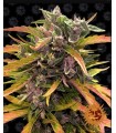 GORILLA GLUE AUTO · Barneys Farm · kenevir tohum · Disi · AutoFem