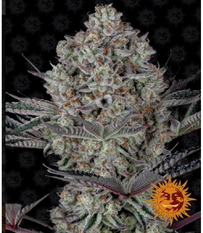 RUNTZ MUFFIN · Barneys Farm · cannabis seeds · Fem