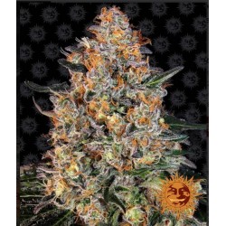 BUBBA KUSH · Barneys Farm · kenevir tohum · Disi · Fem