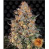 BUBBA KUSH · Barneys Farm · cannabis seeds · Fem