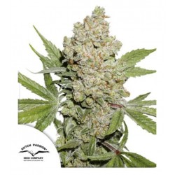 AUTO LEMON KIX · Dutch Passion · cannabis seeds · Auto Fem