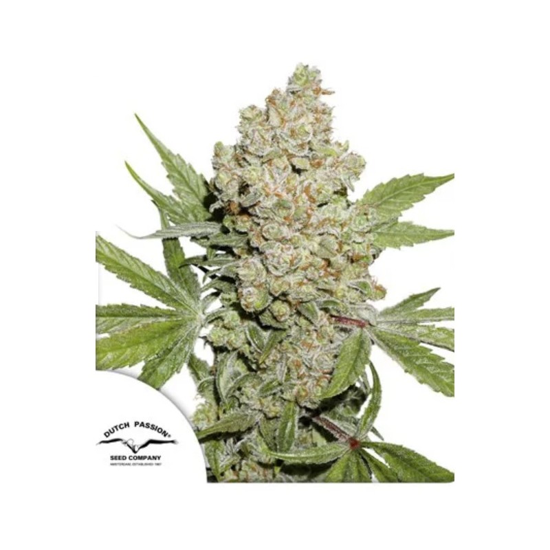 AUTO LEMON KIX · Dutch Passion · kenevir tohum · Disi · Auto Fem