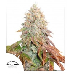 AUTO BANANA BLAZE · Dutch Passion cannabis seeds · Auto Fem
