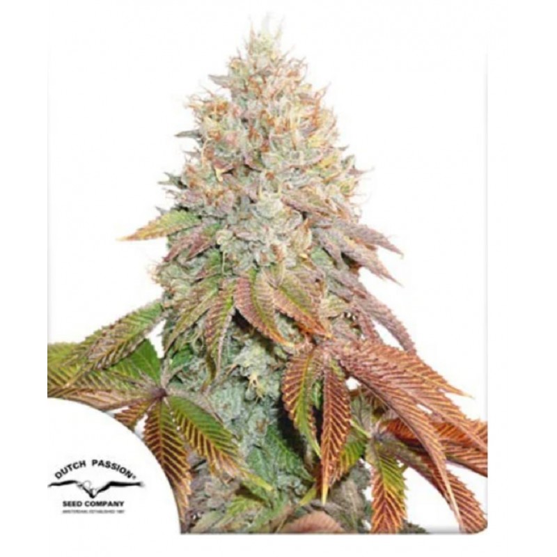 AUTO BANANA BLAZE · Dutch Passion cannabis seeds · Auto Fem