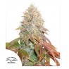 AUTO BANANA BLAZE · Dutch Passion · kenevir tohum · Disi · Auto Fem