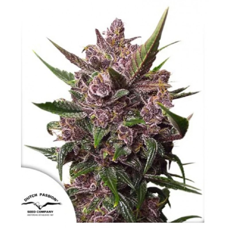 AUTO BLACKBERRY KUSH · Dutch Passion · kenevir tohum · Disi · Auto Fem