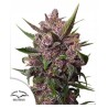AUTO BLACKBERRY KUSH · Dutch Passion · kenevir tohum · Disi · Auto Fem