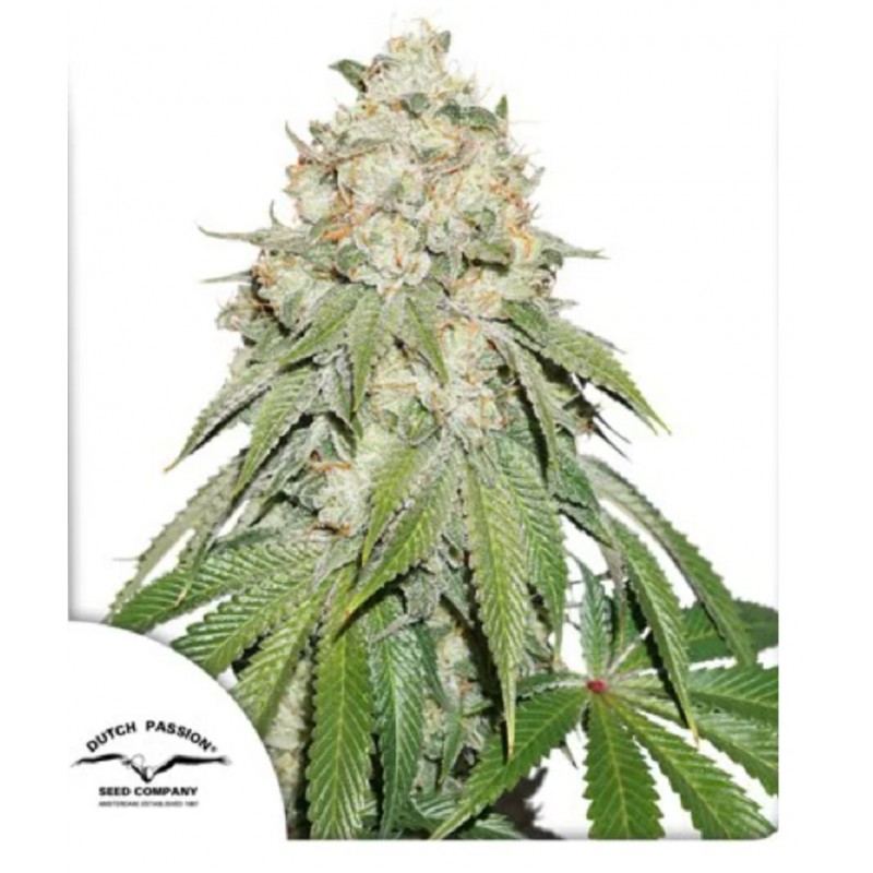 BANANA BLAZE · Dutch Passion · kenevir tohum · Disi · Fem