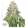 BANANA BLAZE · Dutch Passion · kenevir tohum · Disi · Fem