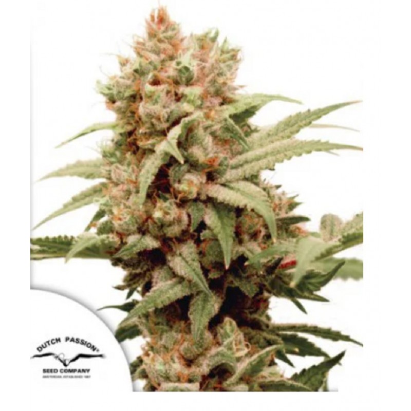 CBG-FORCE · Dutch Passion · kenevir tohum · Disi · Fem