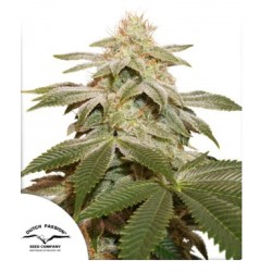 SUGAR BOMB PUNCH · Dutch Passion · cannabis seeds · Fem