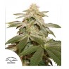 SUGAR BOMB PUNCH · Dutch Passion · kenevir tohum · Disi · Fem