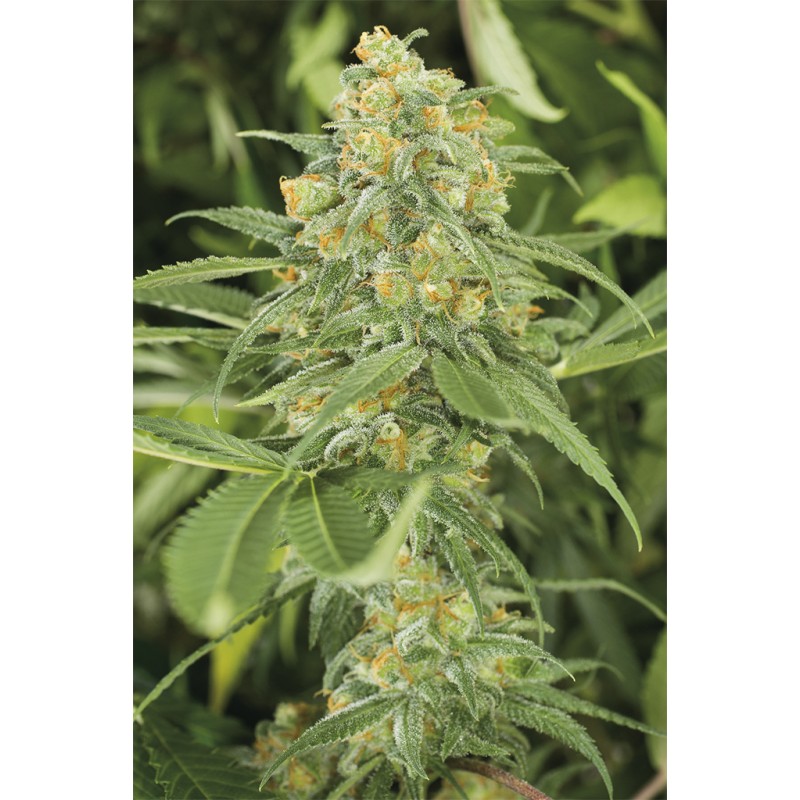 GREEN CRACK · Dr Green Seeds · bulk kenevir tohum · Disi · Fem
