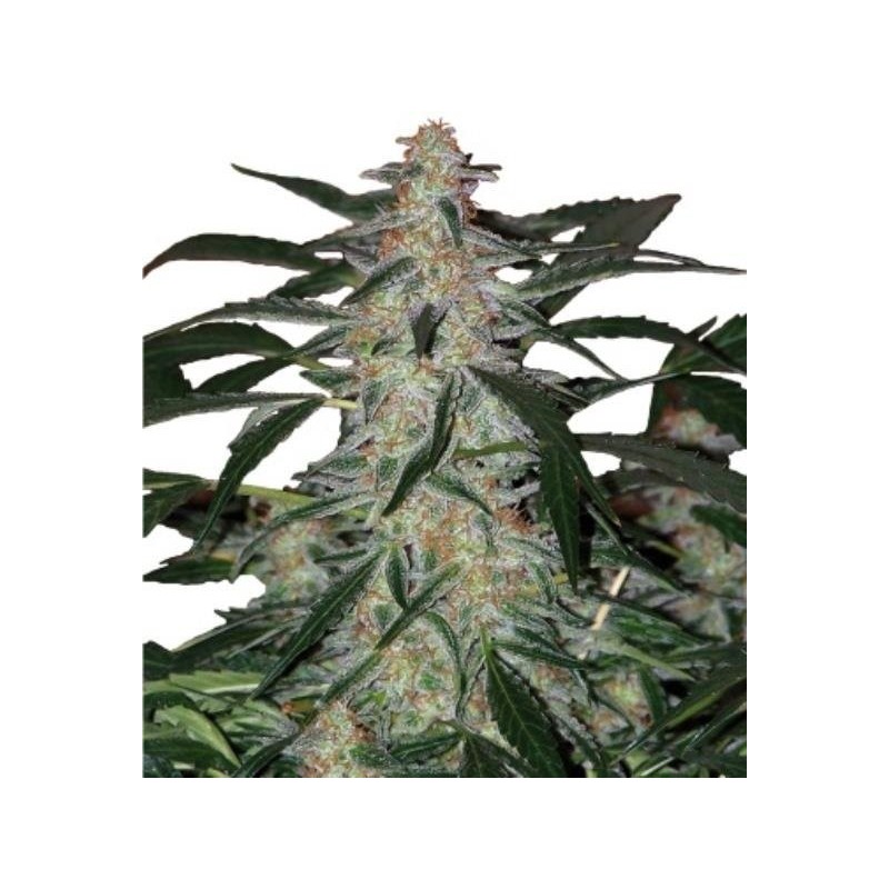 AUTO DEIMOS CARAMEL
