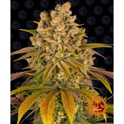 LEMON TREE · Barneys Farm · cannabis seeds · Fem