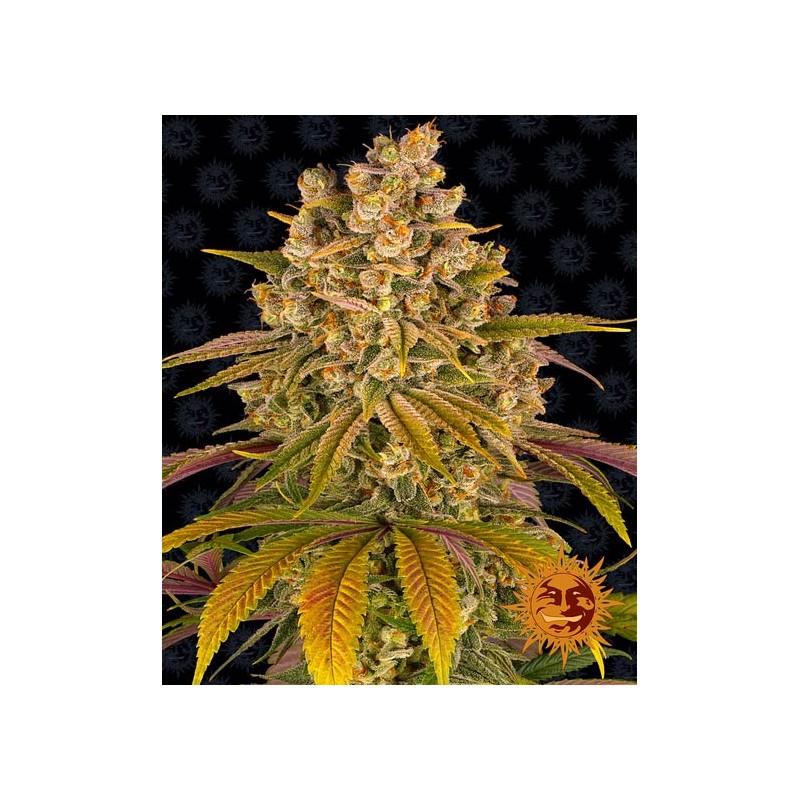 LEMON TREE · Barneys Farm · cannabis seeds · Fem
