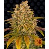 LEMON TREE · Barneys Farm · kenevir tohum · Disi · Fem