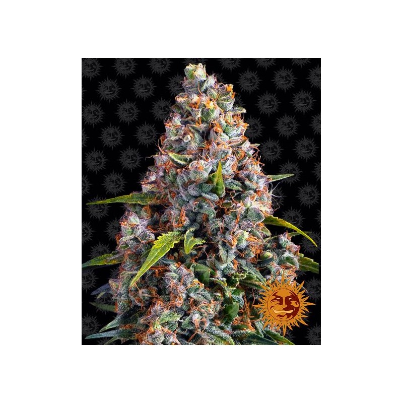 STRAWBERRY CHEESCAKE AUTO · Barneys Farm · kenevir tohum · Disi · AutoFem