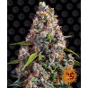 STRAWBERRY CHEESCAKE AUTO · Barneys Farm · kenevir tohum · Disi · AutoFem