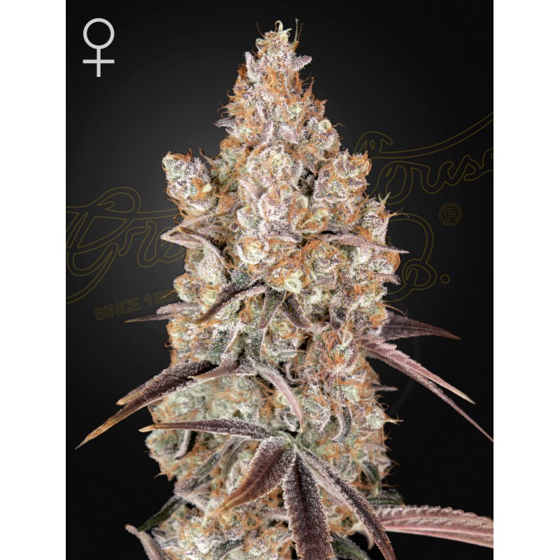 HOLY SNOW · Green House Seeds · kenevir tohum · Disi · Fem