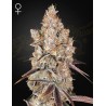 HOLY SNOW · Green House Seeds · kenevir tohum · Disi · Fem